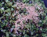 かぶの葉の菜めし作り方7写真