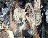 鯛の塩釜　ホイル焼き＾＾　屋外作り方5写真