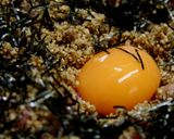 芳ばしいまぐろ丼作り方19写真