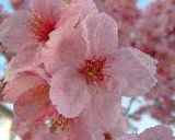 メアリーローズの桜餅作り方2写真