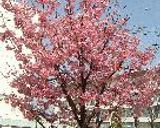 メアリーローズの桜餅作り方3写真