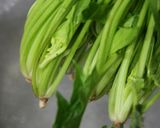 冷製アボカド作り方16写真