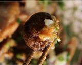 鶏もも肉で簡単～大根おろし香味ソースかけ作り方10写真