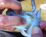 ばあちゃんのいかの塩辛作り方26写真