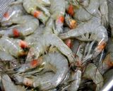 焼海老マヨ風味作り方1写真