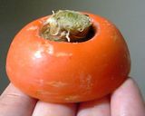 水栽培で育てるニンジンの葉っぱ作り方2写真