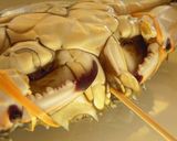 活ワタリガニの茹で方(捌き方付き)作り方2写真
