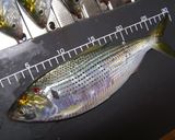 コノシロのメンチカツ作り方1写真