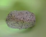 クッキー(緑茶)~簡単~作り方5写真