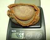 13頭級（46ｇ）ほしあわび　もどし方　作り方1写真