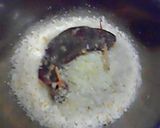 下町Ｂ級グルメ☆美味しいレバーカツ！作り方3写真