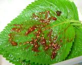 韓国えごま醤油漬け　ケンニプチャンアッチ作り方3写真