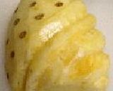 パパイヤボート(写真UPしました)作り方2写真