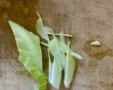グルテンフリー 米粉 広島風お好み焼き作り方3写真