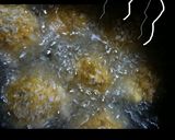 ソーセージ入♫かぼちゃチーズコロッケ作り方6写真