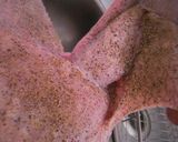ターキーとグレービーソースとスタフィン作り方2写真