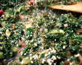 切・炒★ご飯にあう～！大根菜の味噌炒め作り方6写真