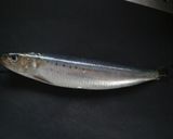 1尾でお店風！鰯・鯵・秋刀魚の握り寿司♪作り方1写真