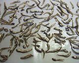くっつきにくい★簡単ノンオイル「田作り」作り方3写真