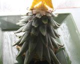 パイナップルの葉で、クリスマスツリー作り方2写真