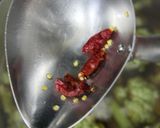 葱たっぷり緑のつくね蕎麦作り方17写真