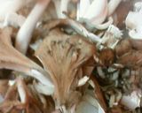 キノコの栄養まるごと◎焼きびたし作り方2写真