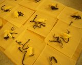 ワンタン＆カマンベールでお手軽おつまみ作り方1写真