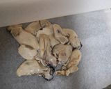 牡蠣のコチジャン蒸し作り方2写真