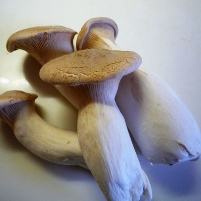 ✿エリンギのオイスターからし煮✿ by kurukurumin 【クックパッド