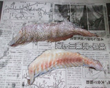 釣り人が作るマダイの皮の湯引き作り方1写真