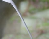白菜クリーム煮でグラタン風作り方25写真