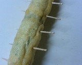 お魚ソーセージ油揚げ巻き焼き作り方3写真