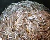 初めてでも大丈夫☆いかなごのくぎ煮作り方7写真