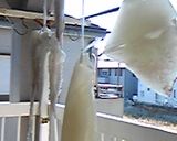 濃厚～イカの塩辛作り方2写真