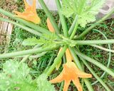 ♢♧ズッキーニ保存法♧♢作り方23写真