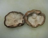 しいたけピザ作り方1写真