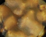 うちの味☆きのこ香る♪ヘルシー巾着♪白滝作り方38写真