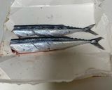 わたぬき裏技！秋刀魚の塩焼き作り方4写真