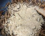 牛ごぼうの胡麻和え作り方5写真