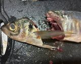 基本のアジの捌き方(三枚おろし)作り方5写真