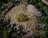 ご飯もお酒もすすむくん作り方2写真