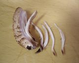 3step―しいたけ軸炒め作り方1写真