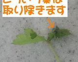 みつ葉の保存方法作り方6写真