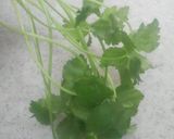 みつ葉の保存方法作り方9写真