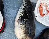 釣って来たトラフグの白子とカブのソテー作り方1写真