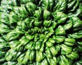 ターサイのピリ辛炒め作り方1写真