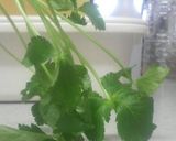みつ葉の保存方法作り方10写真