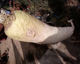干し大根と茸(椎茸・シメジ)の煮物作り方4写真