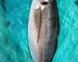 豪快に捌く！新鮮アジの姿盛り、薬味たたき作り方1写真