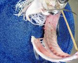 豪快に捌く！新鮮アジの姿盛り、薬味たたき作り方11写真